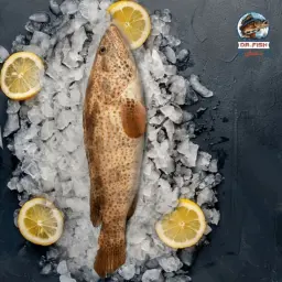 هامور مقلي